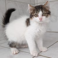MICHA, chatte à adopter