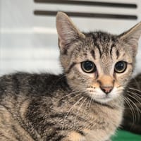 PIKOLA, chatte à adopter