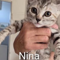NINA, chatte à adopter
