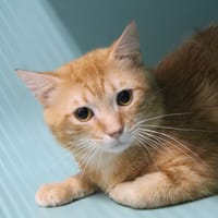 YUZU, chat à adopter