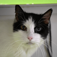 TOMY C, chat à adopter