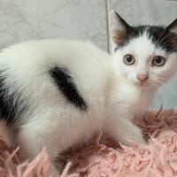 MILORD, chat à adopter