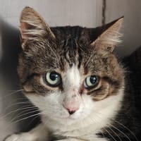 Baldr, chat à adopter