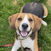 SOCRATE, chien à adopter