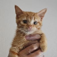 Flamme, chatte à adopter