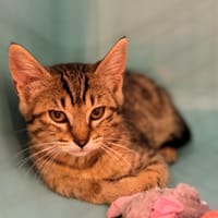 OPTIKA, chatte à adopter