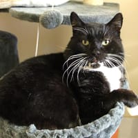 NEWTON A17494, chat à adopter