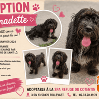 BERNADETTE (Réservée), chienne à adopter