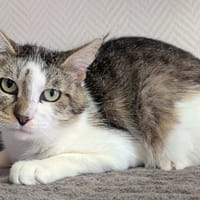 DALI, chat à adopter