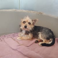Fifi, chien à adopter