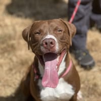 MALCOM, chien à adopter