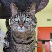 VALKYRIE PAB28943, chatte à adopter
