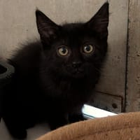 MERCY, chatte à adopter