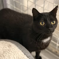 ARDOISE, chat à adopter
