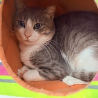 FINN, chat à adopter