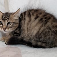 PAULO, chat à adopter
