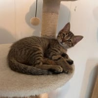 Bill, chat à adopter