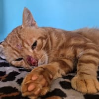BAKI, chat à adopter