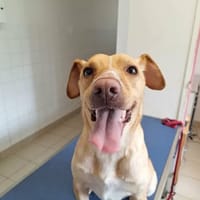 NALA, chienne à adopter