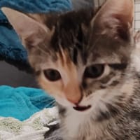 PALMA, chatte à adopter