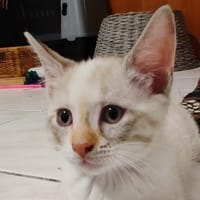 PAPILLOTTE, chatte à adopter