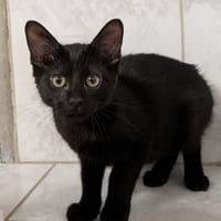 BALOO, chat à adopter