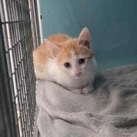 CONOR, chat à adopter