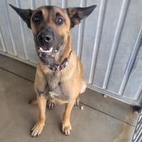 Aiko, chien à adopter