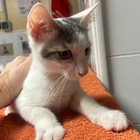 Millouché [Chaton], chat à adopter