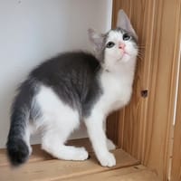 Louckoum, chat à adopter