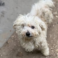 Hulky CAA15656, chien à adopter