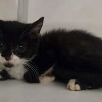 BATMAN, chat à adopter