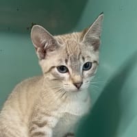 Loulou [Chaton], chat à adopter