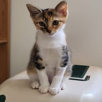 Chihiro, chatte à adopter