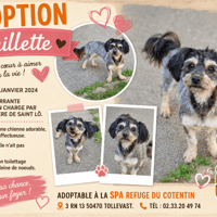 DOUILLETTE (Réservée), chienne à adopter