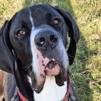 Rex, chien à adopter