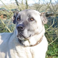 ANATOLE PAA24304, chien à adopter