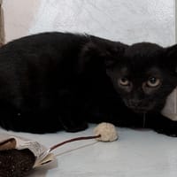 MARCO, chat à adopter