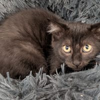 FOLIE, chatte à adopter