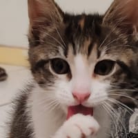 PALKA, chatte à adopter