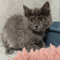 VOLCANA, chatte à adopter