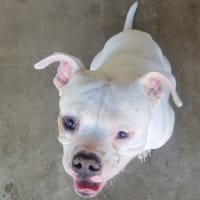Jean Jack, chien à adopter