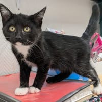 KOKO, chat à adopter