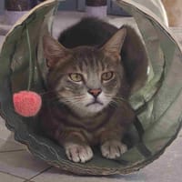 ARTHUR, chat à adopter