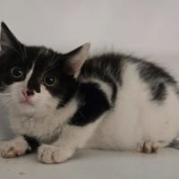ROBIN, chat à adopter