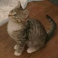 Chupa, chatte à adopter