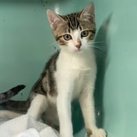 Crevette [Chaton], chatte à adopter