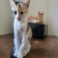 Lavande, chatte à adopter