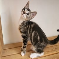 SUKI, chatte à adopter