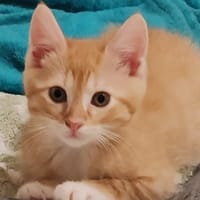 PATACHON, chat à adopter